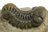 Detailed Austerops Trilobite - Ofaten, Morocco #325987-2